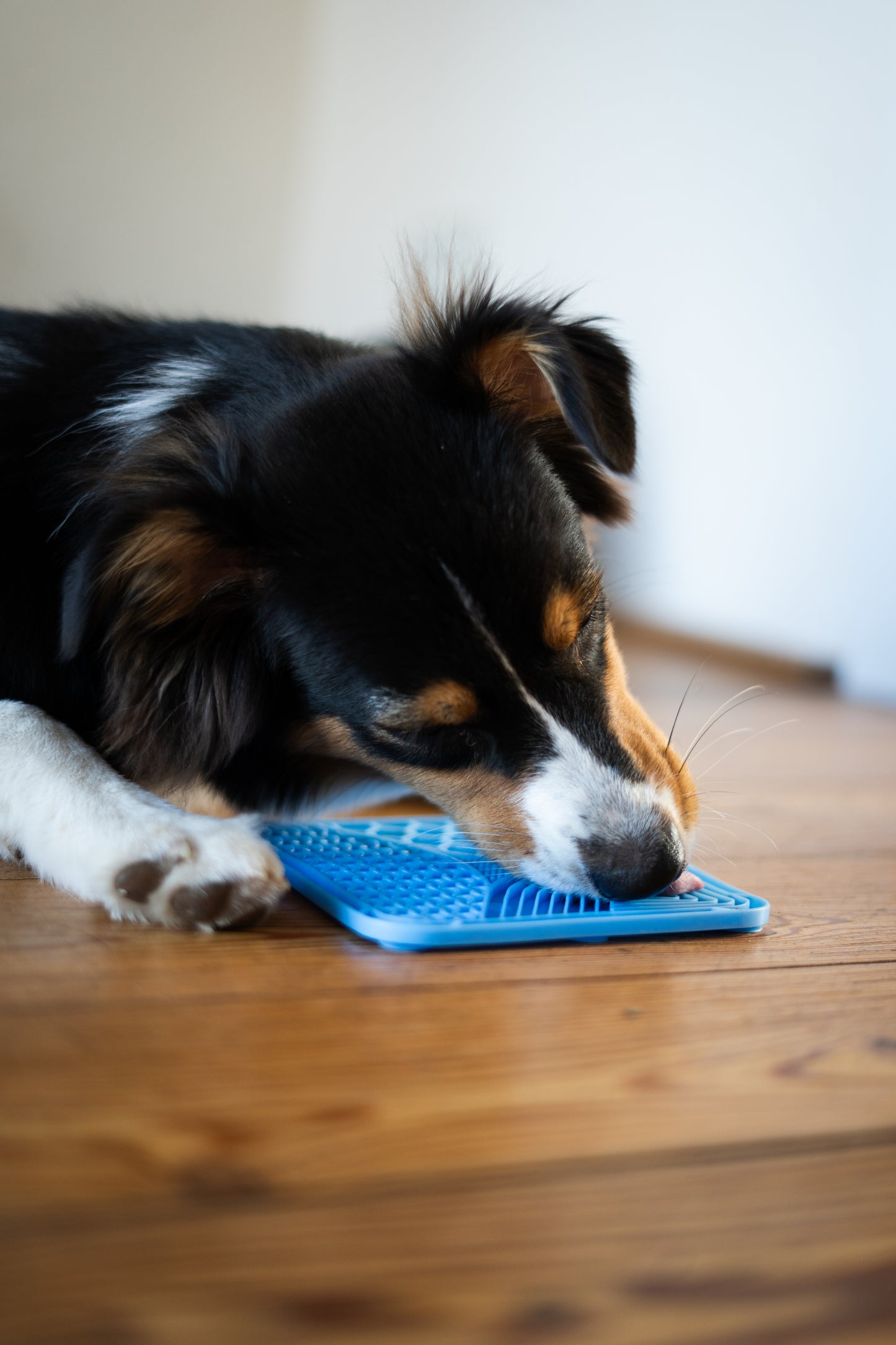 PetPad