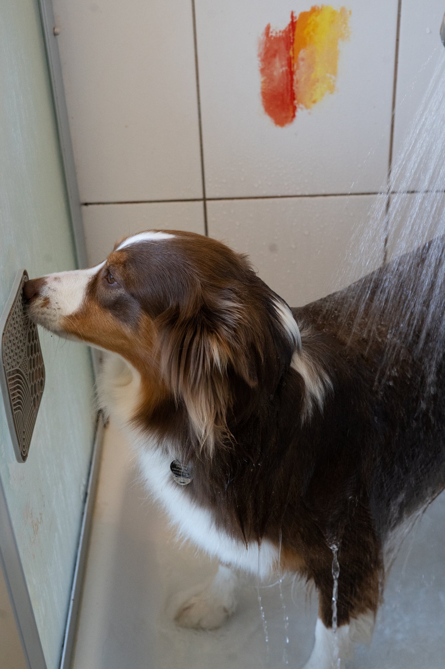PetPad