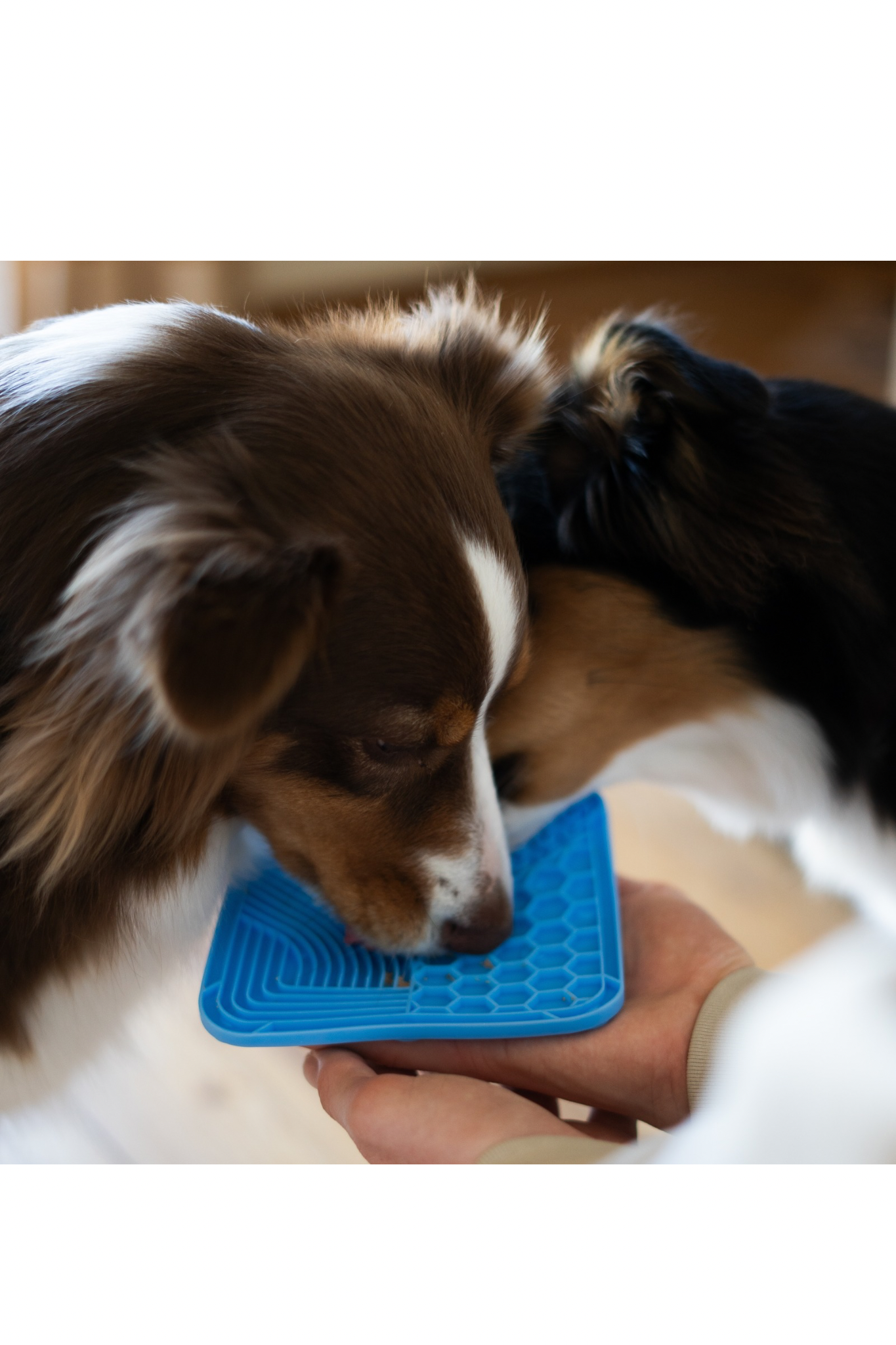 PetPad 2er Bundle